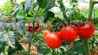 怎么学大棚蔬菜种植