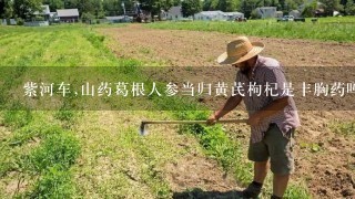 紫河车,山药葛根人参当归黄芪枸杞是丰胸药吗?