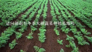 请问湖南有冬季大棚蔬菜种植基地吗