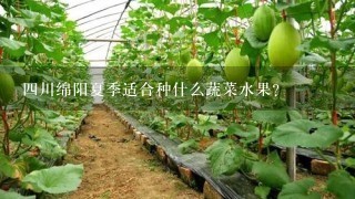 4川绵阳夏季适合种什么蔬菜水果？