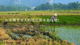 山东哪里有大的绿化苗木基地啊？