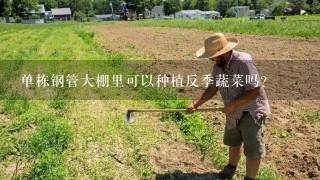 单栋钢管大棚里可以种植反季蔬菜吗?