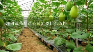 注册蔬菜配送公司需要什么条件