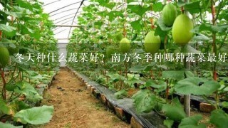 冬天种什么蔬菜好？南方冬季种哪种蔬菜最好？