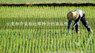 豆类和芹菜相比那种含钙量高些