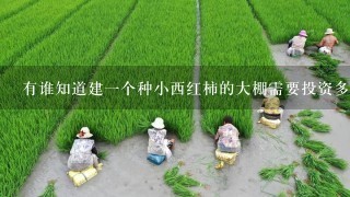 有谁知道建1个种小西红柿的大棚需要投资多少钱