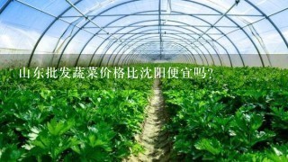 山东批发蔬菜价格比沈阳便宜吗？