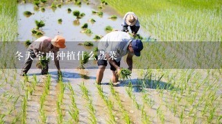 冬天室内种植什么蔬菜