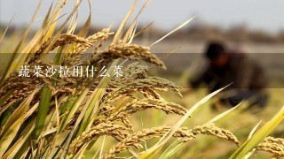 蔬菜沙拉用什么菜