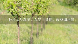 1种根茎类蔬菜，和罗卜播期，收获期相同，无茎，叶子丛生，叶片大如波菜，可做饭或汤。地下根茎多分岔，生的不好吃，做菜饭味道不错，和胡罗卜，白罗卜都不同。我们这的人叫蔓菁，有没有人知道它的学名叫什么？