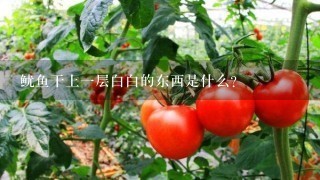 鱿鱼干上1层白白的东西是什么？