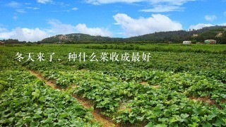 冬天来了，种什么菜收成最好