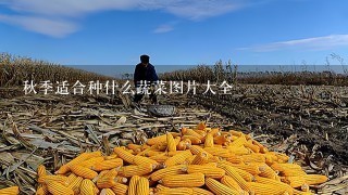 秋季适合种什么蔬菜图片大全