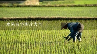 水果名字图片大全