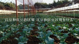 江豆和豇豆的区别 江豆和豇豆区别有什么