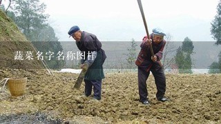 蔬菜名字名称图样