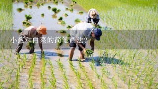 小葱和白菜的简笔画法？