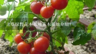 上蔡绿野花木基地花木基地介绍？