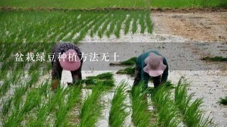 盆栽绿豆种植方法无土