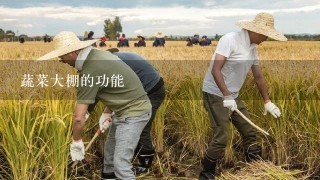 蔬菜大棚的功能