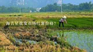 海吉星批发市场红薯价格？