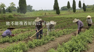 能不能推荐好的豇豆品种？