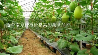 适合南方种植价格高的蔬菜品种