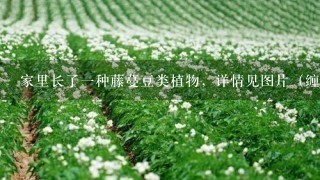 家里长了1种藤蔓豆类植物，详情见图片（缠在银杏树上），不知道叫什么名字，是否可以食用，怎么食用？