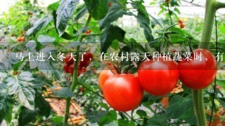 马上进入冬天了，在农村露天种植蔬菜时，有哪些防冻的办法？