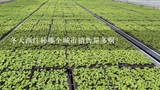 冬天西红柿哪个城市销售量多啊?