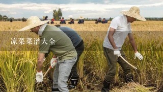 凉菜菜谱大全