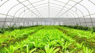 现在上海5月季节吃什么蔬菜