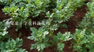 生菜是十字花科蔬菜吗