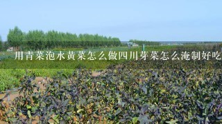 用青菜泡水黄菜怎么做4川芽菜怎么淹制好吃？