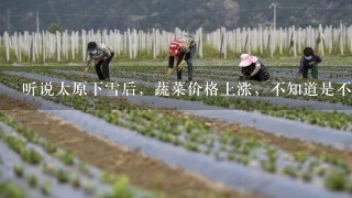 听说太原下雪后，蔬菜价格上涨，不知道是不是呢？美特好超市的菜比平时的贵还是便宜呢？