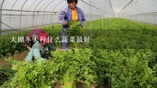 大棚冬天种什么蔬菜最好