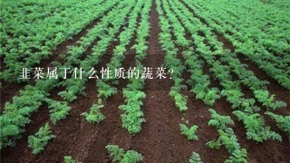 韭菜属于什么性质的蔬菜？