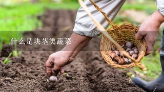 什么是块茎类蔬菜