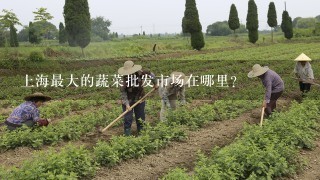 上海最大的蔬菜批发市场在哪里？