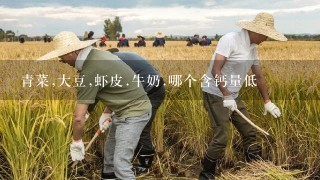 青菜,大豆,虾皮.牛奶.哪个含钙量低