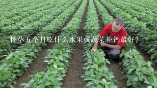 怀孕5个月吃什么水果或蔬菜补钙最好？