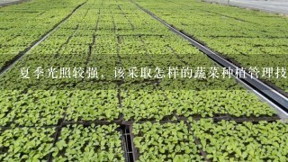 夏季光照较强，该采取怎样的蔬菜种植管理技术才能安