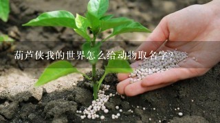 葫芦侠我的世界怎么给动物取名字?