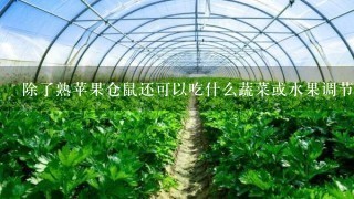 除了熟苹果仓鼠还可以吃什么蔬菜或水果调节肠胃