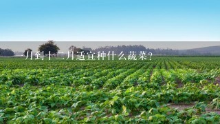 1月到十2月适宜种什么蔬菜？