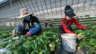 蔬菜分为6大类