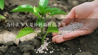 为什么冬天是补钙最好的季节