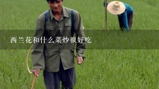 西兰花和什么菜炒很好吃