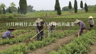 11月种植什么蔬菜 11月种植的蔬菜