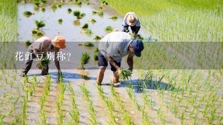 花豇豆别称？